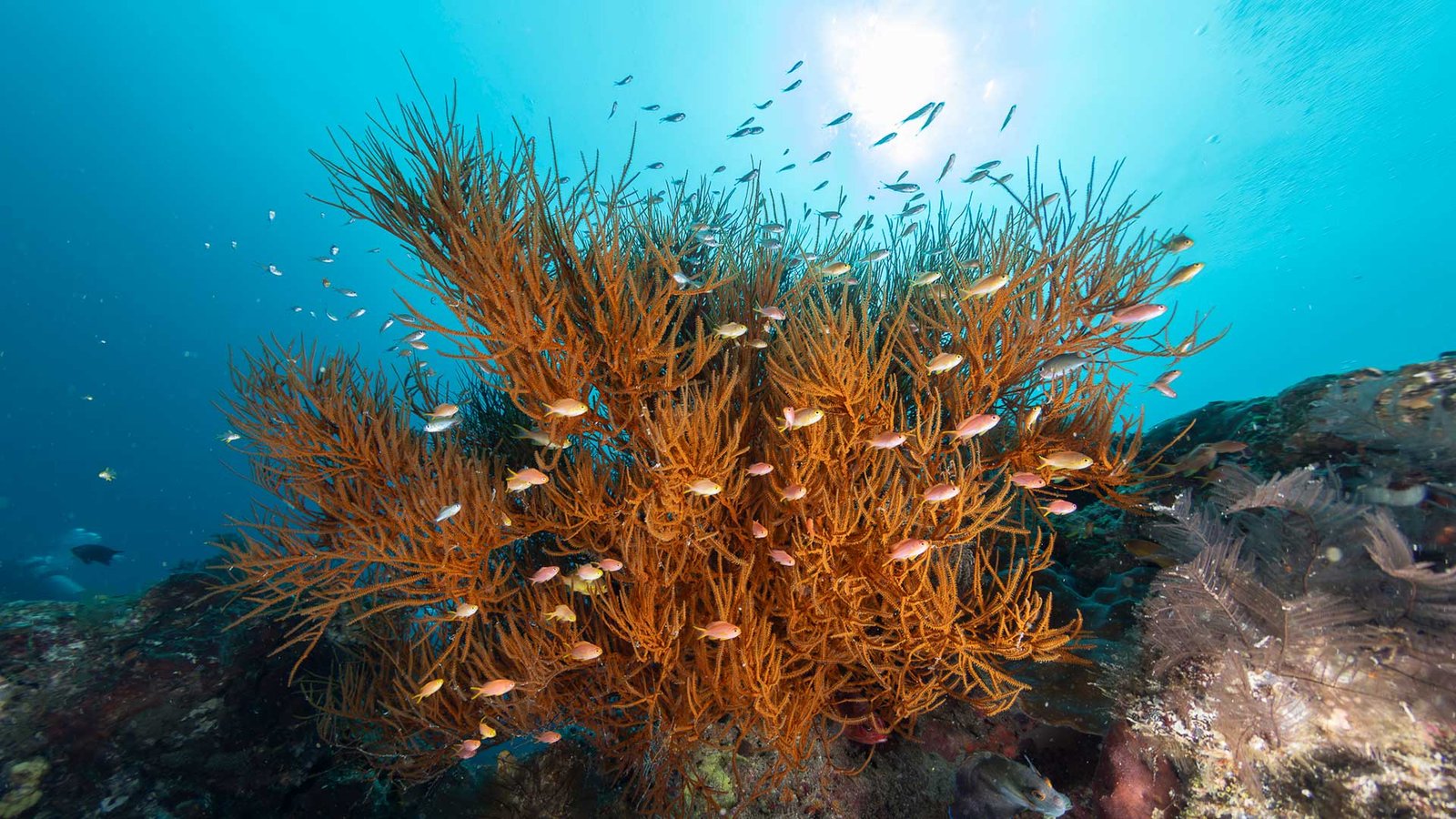 Diving Raja Ampat | Underwater Diving Raja Ampat | Underwater