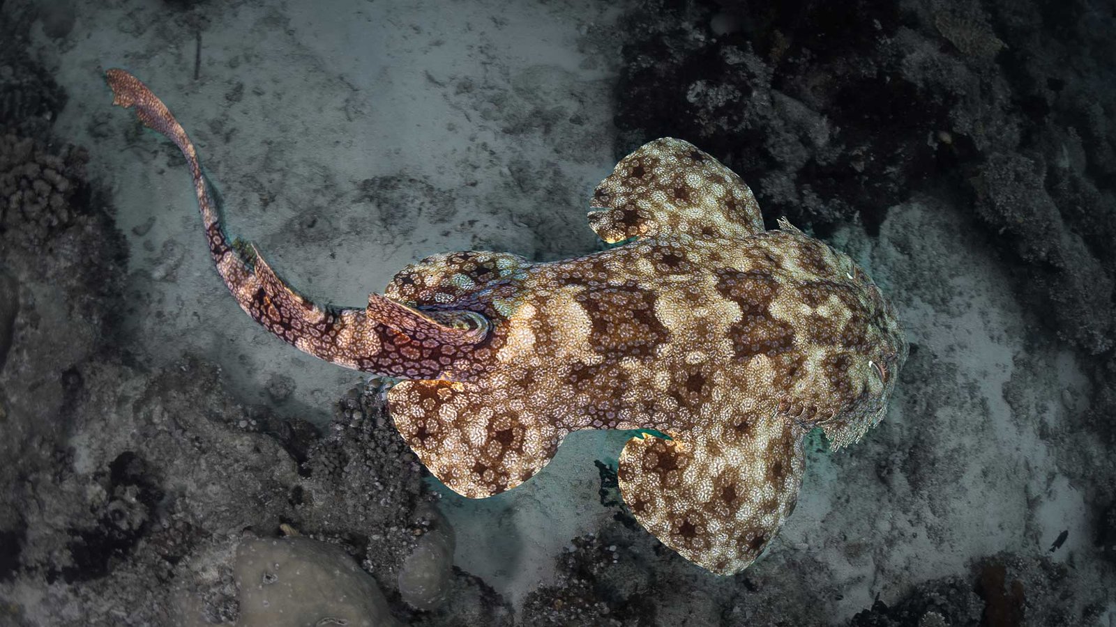 Diving Raja Ampat | Underwater Scene Diving Raja Ampat | Underwater Scene