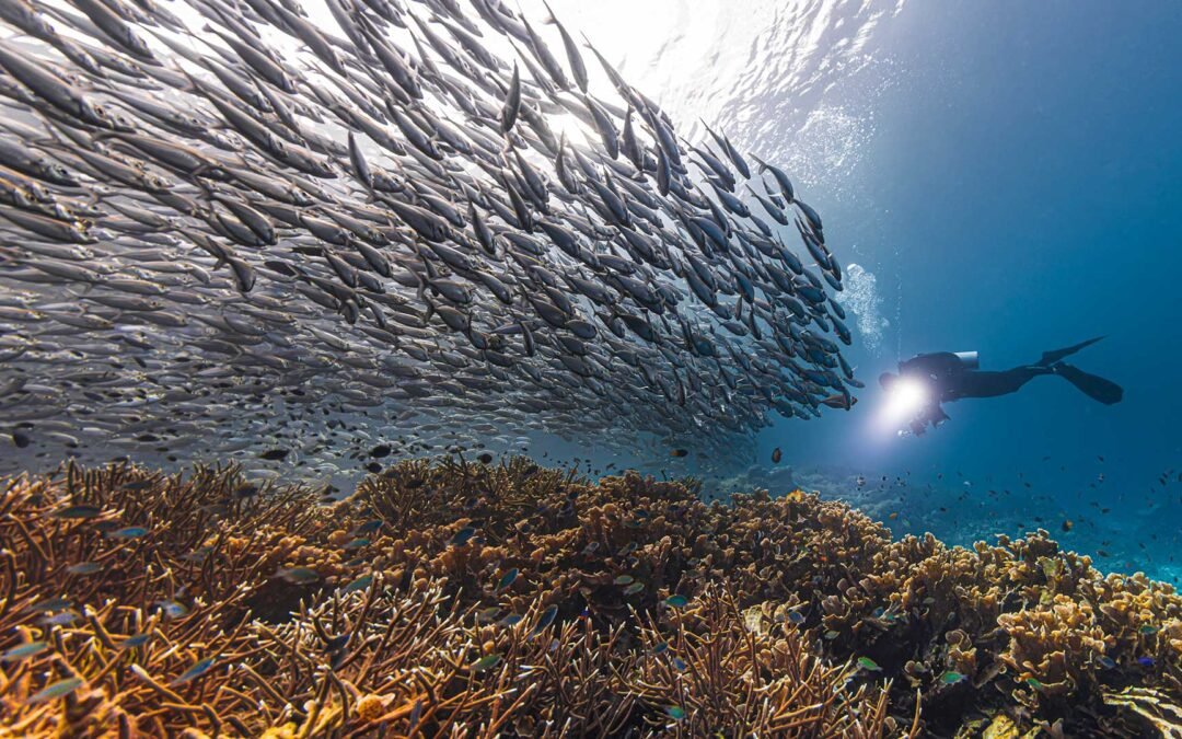 Central & South Raja Ampat – 11D10N
