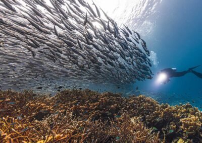 Central & South Raja Ampat – 11D10N