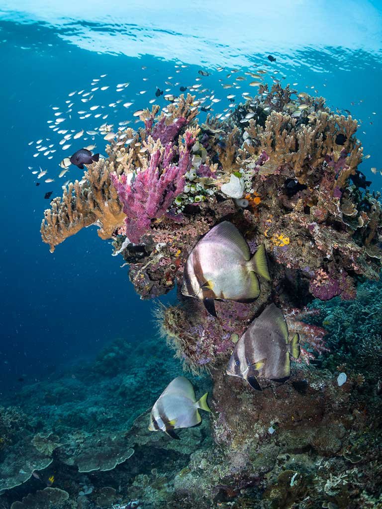 Diving Raja Ampat | Underwater Scene Diving Raja Ampat | Underwater Scene
