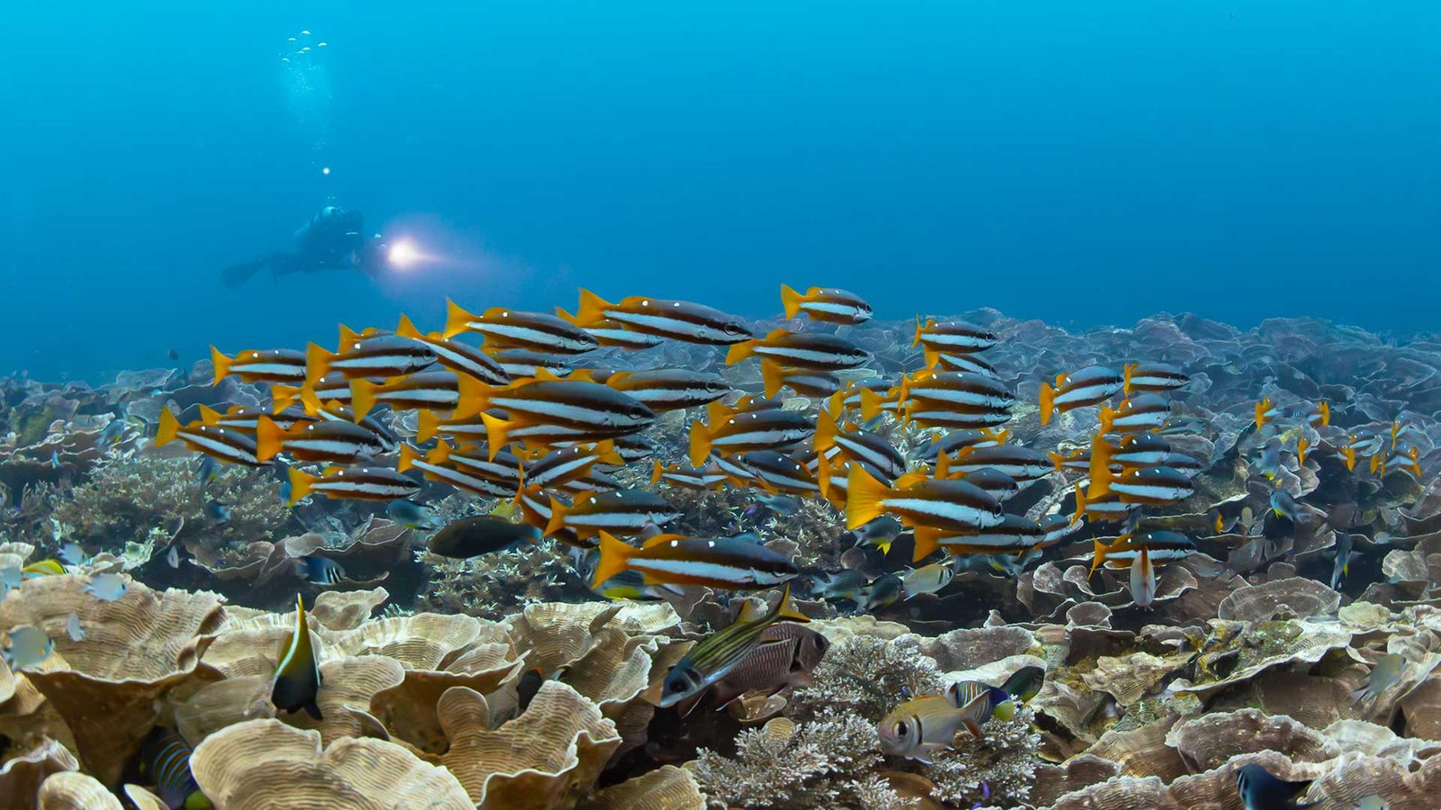 Diving Raja Ampat | Underwater Scene Diving Raja Ampat | Underwater Scene