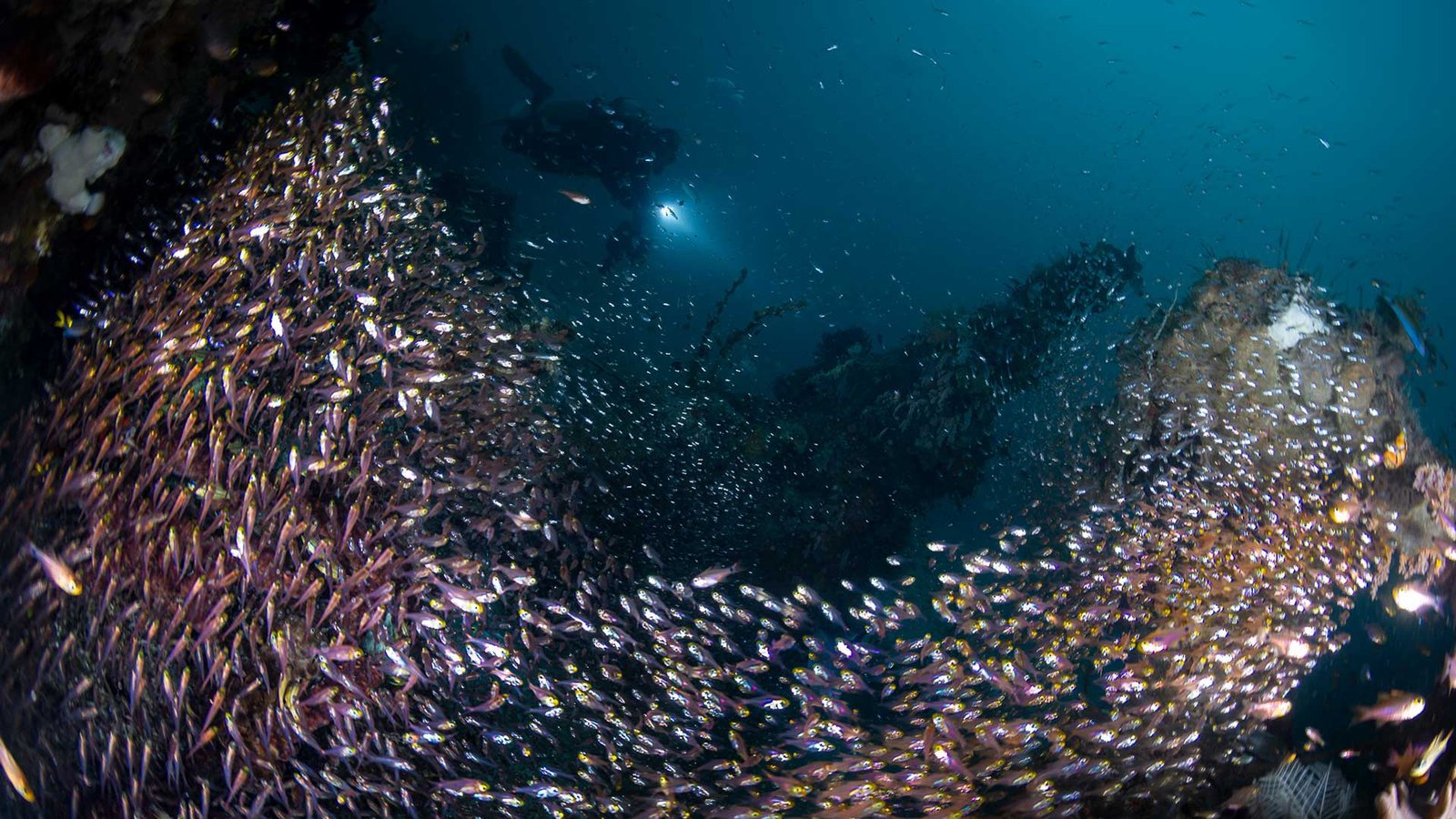 Diving Raja Ampat | Underwater Scene Diving Raja Ampat | Underwater Scene