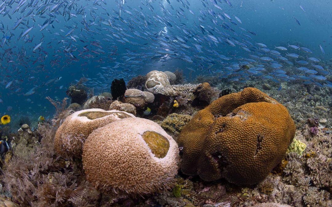 Central Raja Ampat  – 7D6N