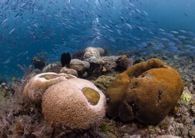 Central Raja Ampat  – 7D6N