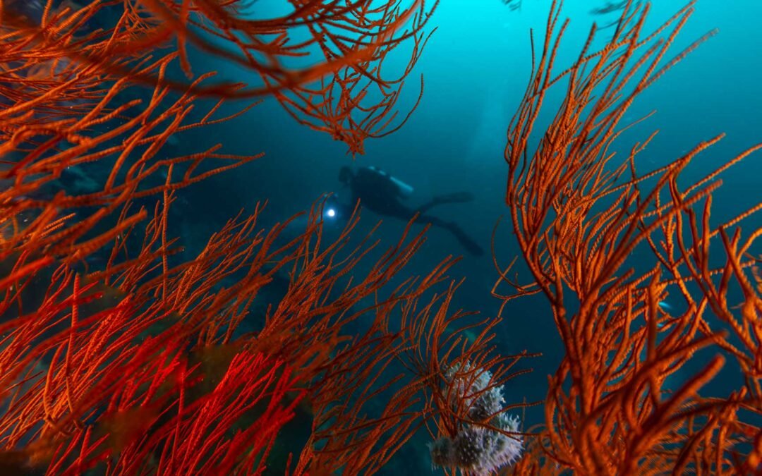 Central Raja Ampat – 8D7N