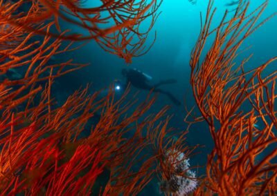 Central Raja Ampat – 8D7N