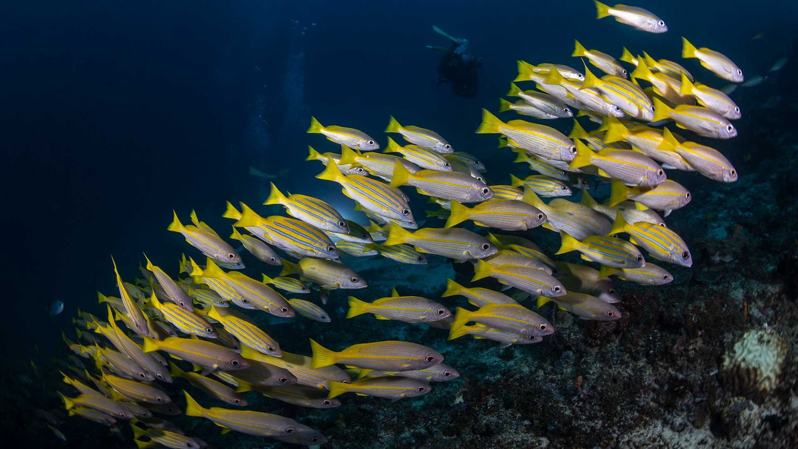 Diving Raja Ampat | Underwater Scene Diving Raja Ampat | Underwater Scene