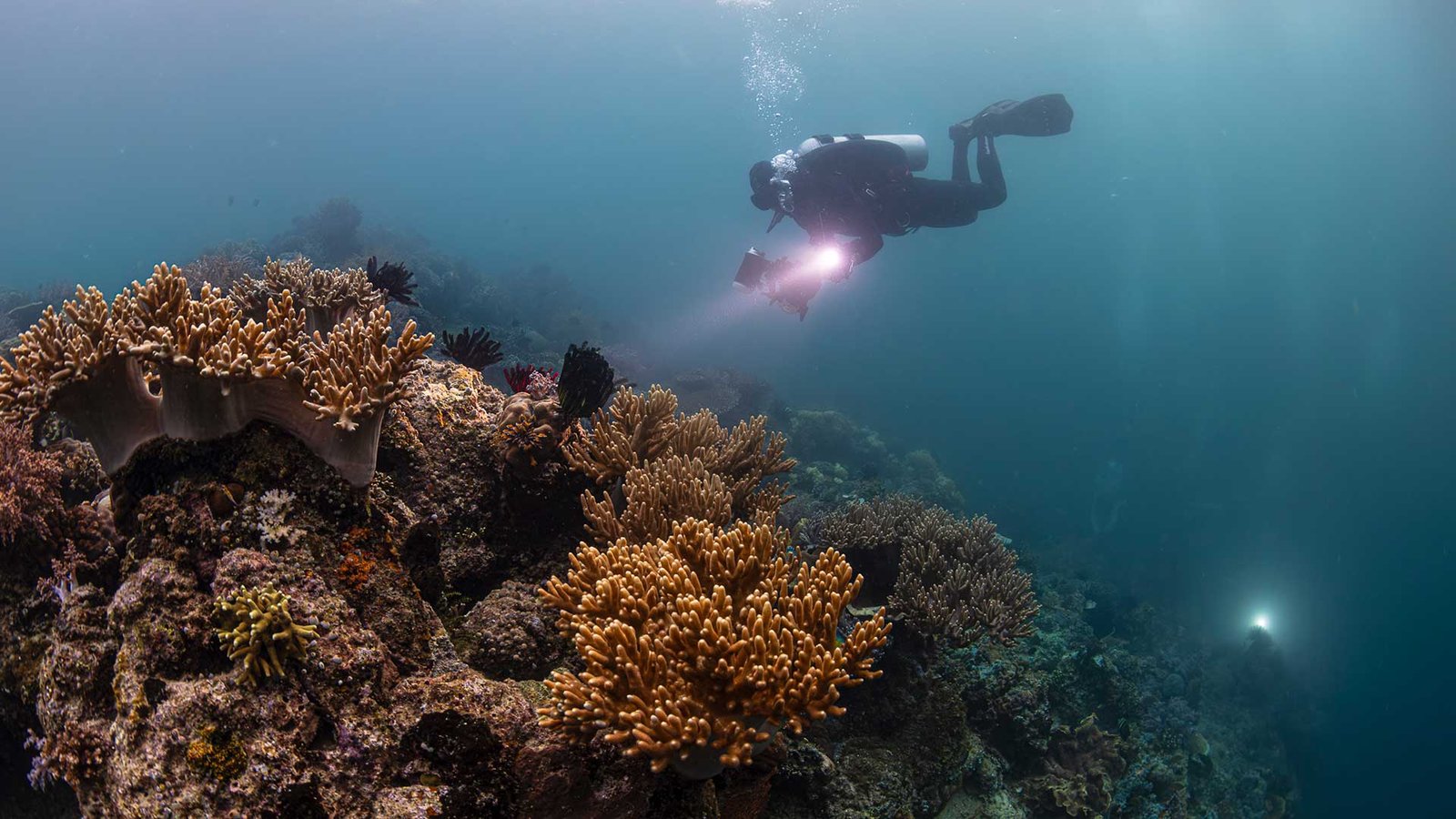 Diving Raja Ampat | Underwater Scene Diving Raja Ampat | Underwater Scene