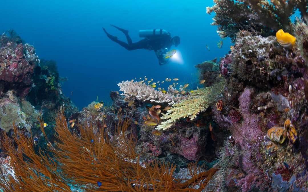South Raja Ampat – 12D11N