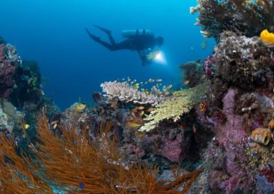 South Raja Ampat – 12D11N