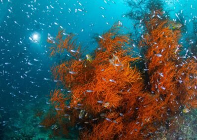 South Halmahera 8D7N