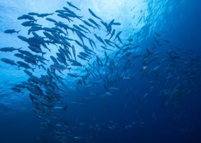 Gorontalo – Togean – Luwuk 8D7N