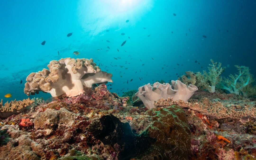Luwuk – Banda Sea – Ambon 11D10N