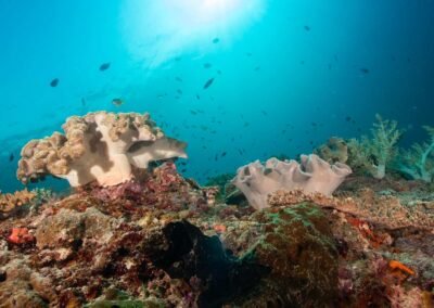 Luwuk – Banda Sea – Ambon 11D10N