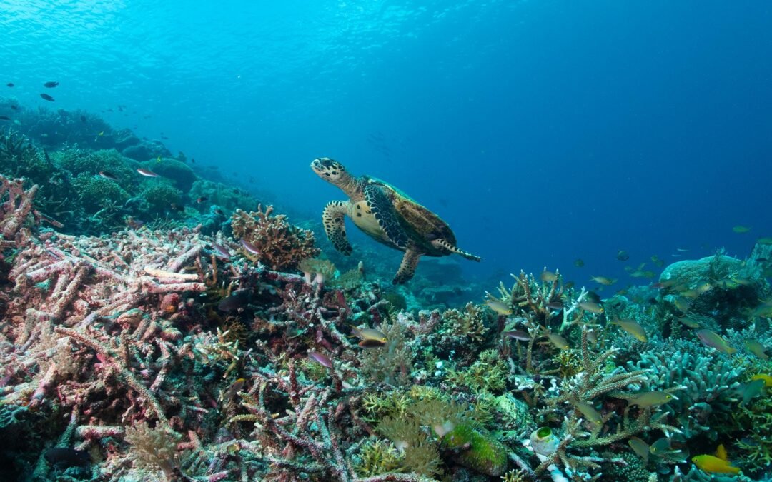 Gorontalo – Togean – Gorontalo 8D7N