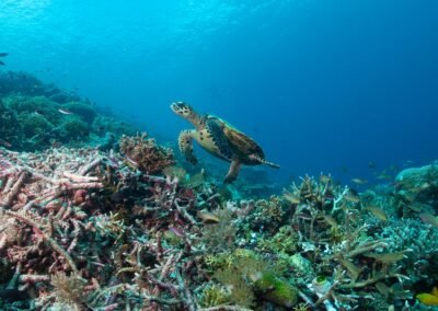 Gorontalo – Togean – Gorontalo 8D7N